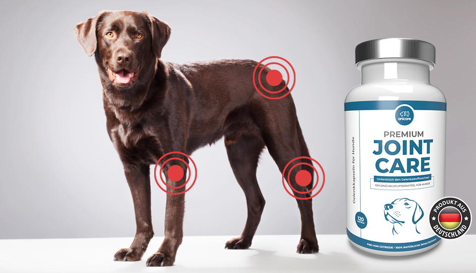 arthrose beim hund hausmittel