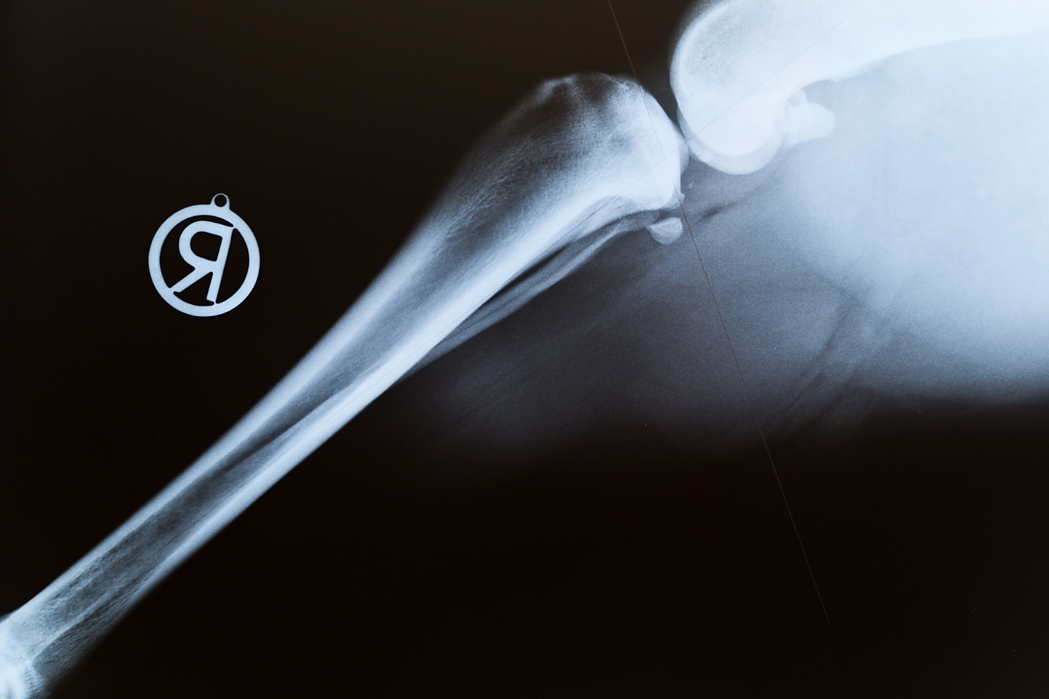 Hund Arthrose Ursachen und Behandlung von Arthrose beim Hund