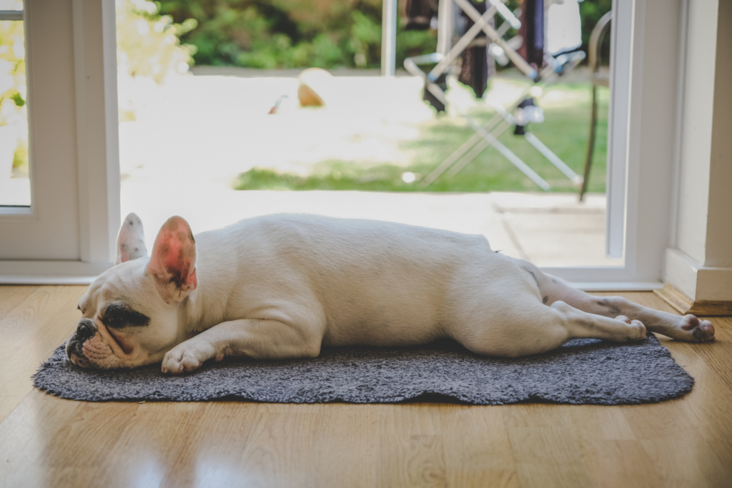 Hund schläft auf dem Boden