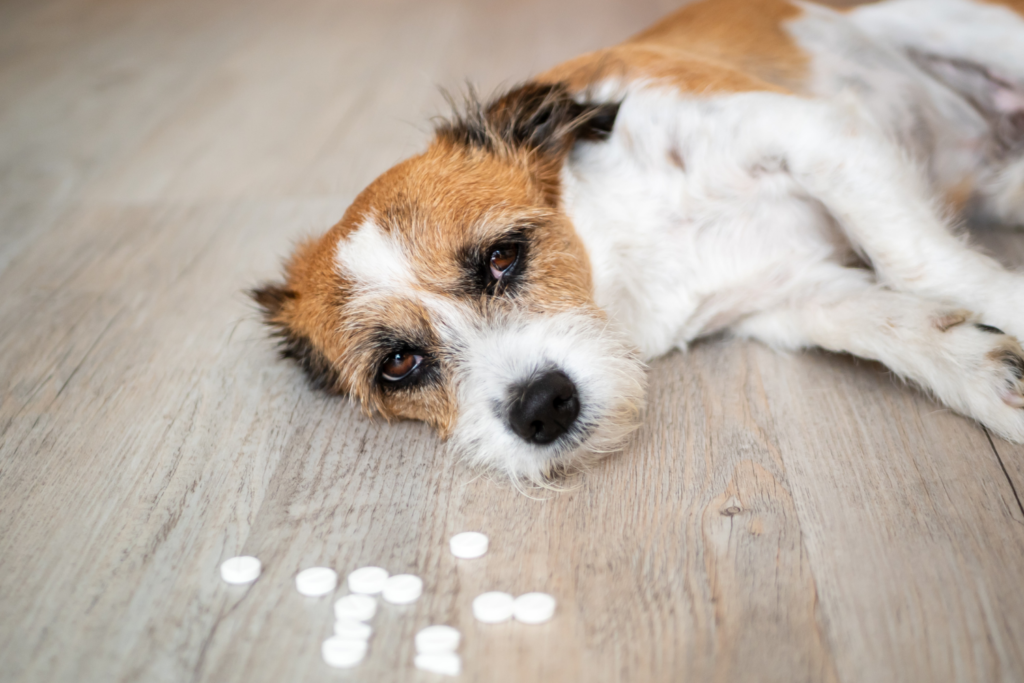 Hund liegt neben Tabletten