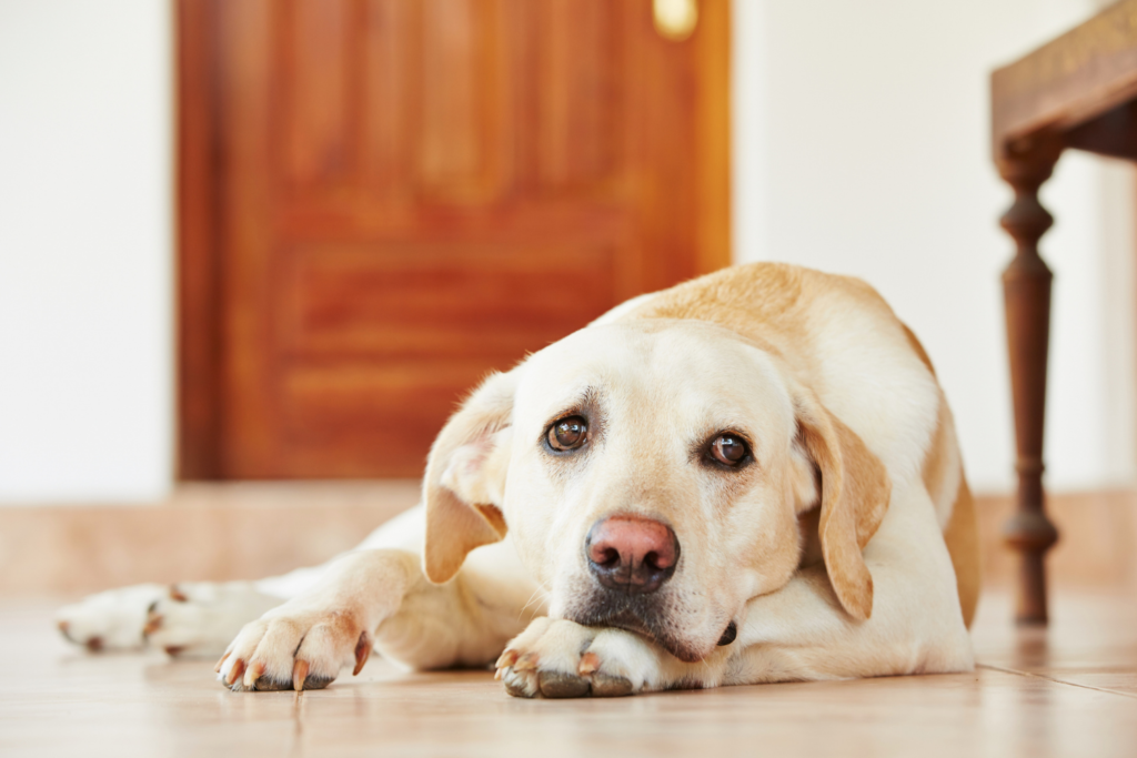 Trauriger Hund liegt auf dem Boden
